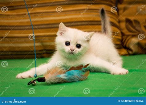 A Small White Kitten is Playing with Feathers Stock Photo - Image of little, fluffy: 176450020