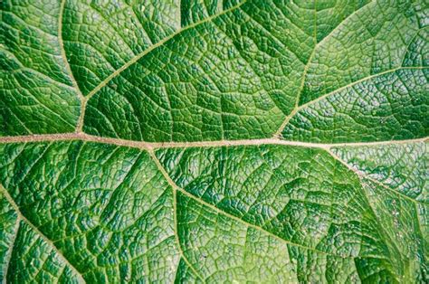 Free Stock Photo of Leaf texture close up | Download Free Images and Free Illustrations