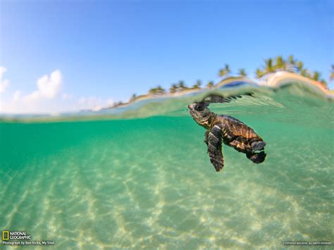 🔥 [0+] Sea Turtle Backgrounds Wallpapers | WallpaperSafari