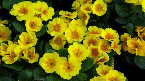 Pierwiosnek bezłodygowy Primula acaulis 'Primera Yellow' W… | Flickr