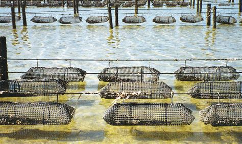 Oyster farming in South Australia - Responsible Seafood Advocate