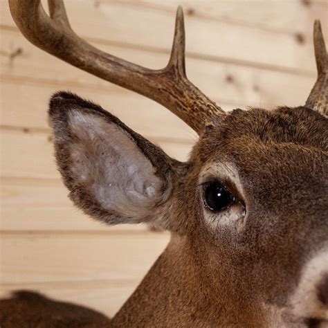 Excellent 10 Point Whitetail Buck Deer Taxidermy Shoulder | Etsy