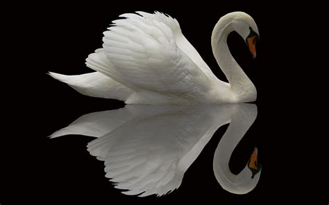 white swan feathers | Beautiful birds, Animals beautiful, Swan