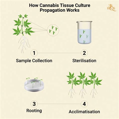 What Is Cannabis Tissue Culture Propagation? - RQS Blog