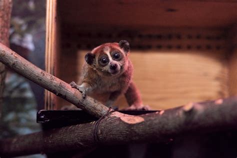 Pygmy slow loris | Smithsonian's National Zoo