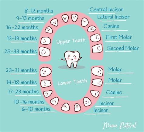 Names Of Baby Teeth Diagram