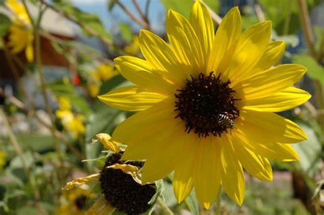 Annual Sunflower - Great Basin Seeds - Helianthus annuus, sunflower