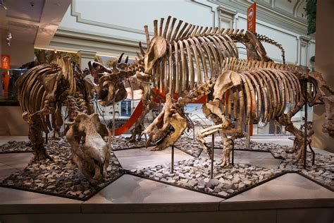 Dinosaurs come to life in the Museum of Natural History's new hall of fossils | DC Refined