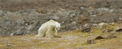 This Soul-Crushing Video of a Starving Polar Bear Reminds Us Global ...