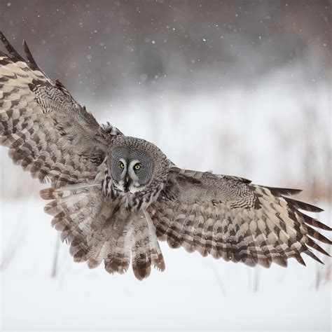 Great Gray Owl Flying