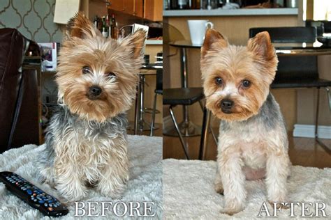 Male Yorkie Poo Haircuts Styles Pictures - Pets Lovers