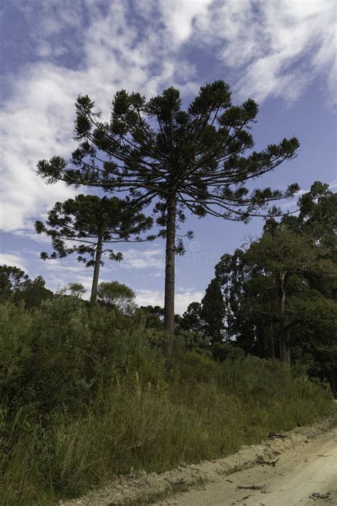 344 Parana Pine Tree Stock Photos - Free & Royalty-Free Stock Photos from Dreamstime