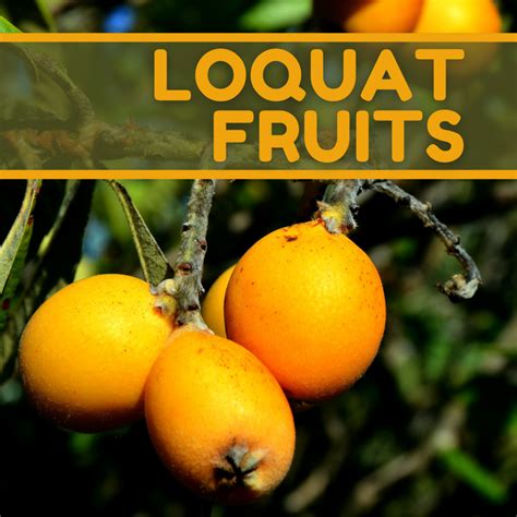 What Are the Health Benefits of Eating Loquat Fruits? - Dengarden