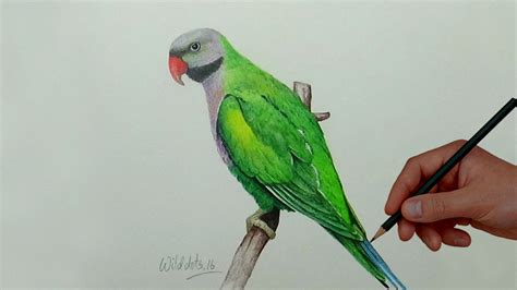 Parrot Bird Drawing at GetDrawings | Free download