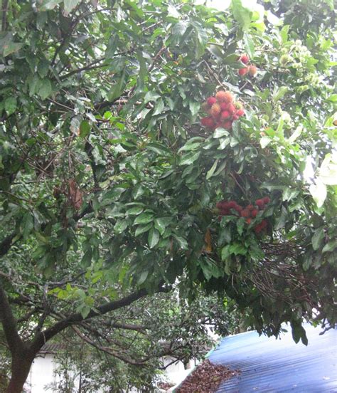 Good Food, Good Health: Fruitful Rambutan tree