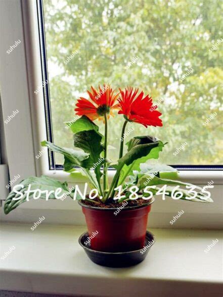 120pcs Gerbera Daisy Seeds OutletTrends.com Free Shipping Up to 70% OFF