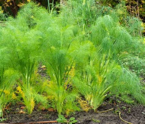 23+ Companion Plants For Fennel - MccallBlessings