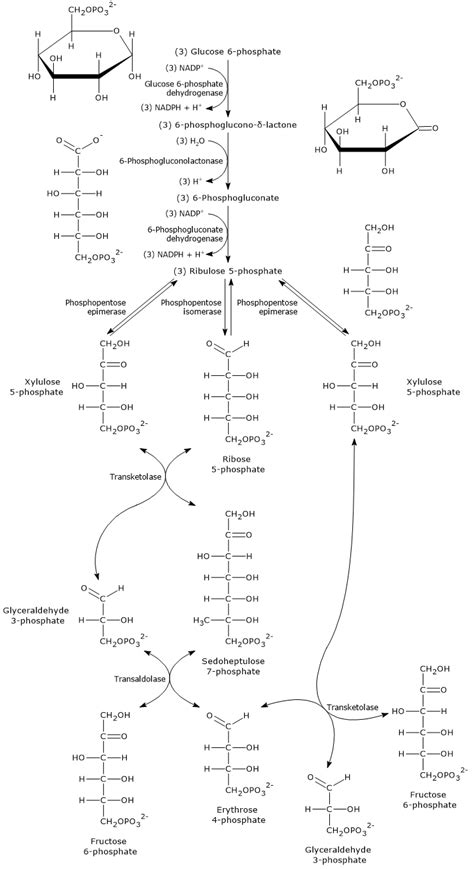 Glucose 6 Phosphate Pathway