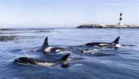 Why do orcas start attacking boats? Scientists and sailors left baffled - Strange Sounds