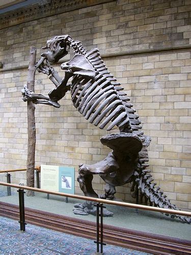 Giant Ground Sloth | Prehistoric animals, Ancient animals, Animal skeletons