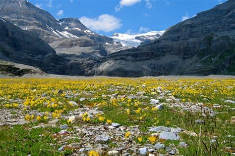 Alpine Tundra Biome: Location, Climate, Vegetation and Animals - Conserve Energy Future