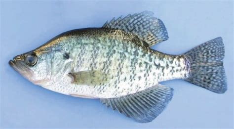 White Crappie Vs Black Crappie | ouachitaadventures.comouachitaadventures.com