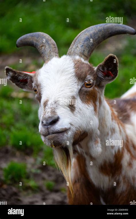 brown and white pygmy goat Stock Photo - Alamy