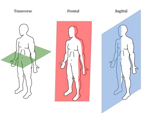 Frontal Plane Definition Anatomy - DEFINITION HWK