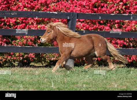 Miniature pony hi-res stock photography and images - Alamy