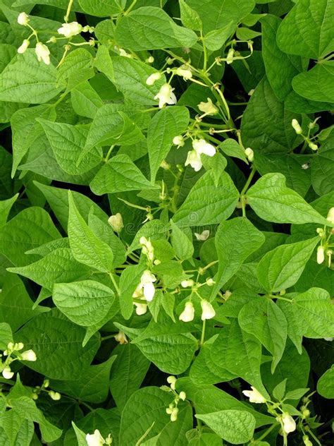 Bean plant stock photo. Image of farming, diet, blossom - 193232