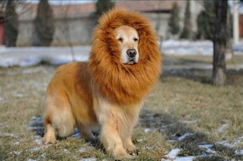 Dog Lion Mane Costume