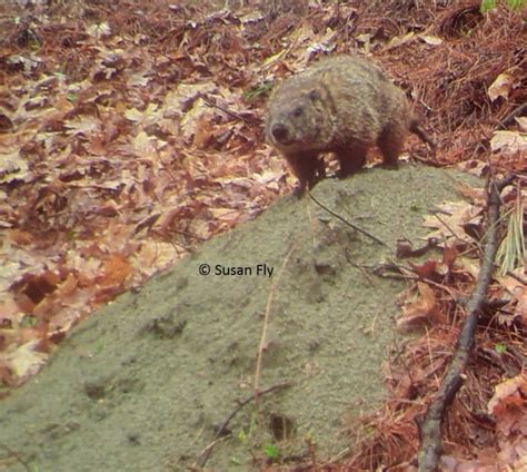 Groundhogs at Burrow - Winterberry Wildlife