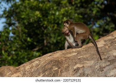 Two Baby Monkeys Cute Fighting Stock Photo 2207129131 | Shutterstock