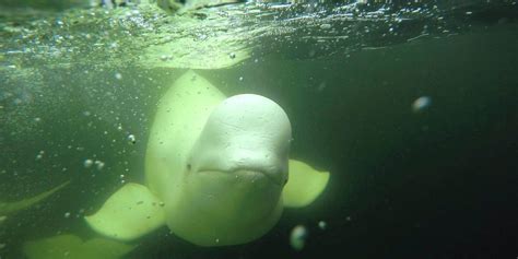 10 Interesting Facts about Beluga Whales