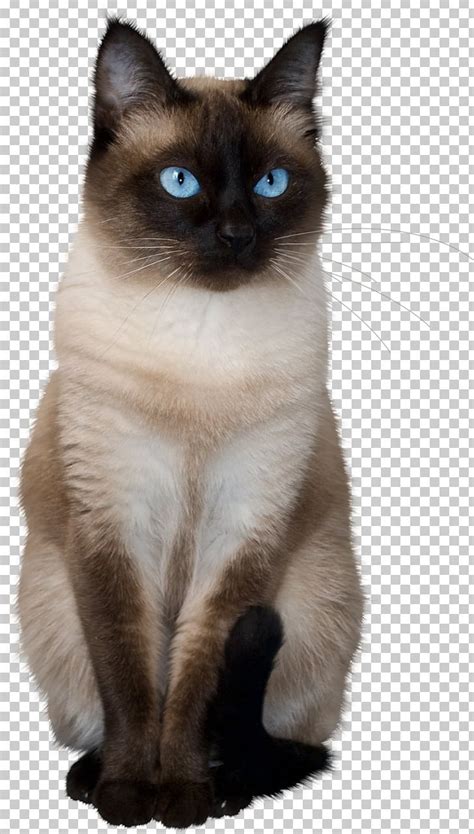 Thai Cat Siamese Cat Balinese Cat Birman Ragdoll PNG, Clipart, Animal, Animals, Balinese ...