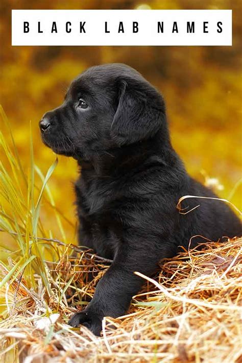 Are Good Female Black Labrador Retriever Names