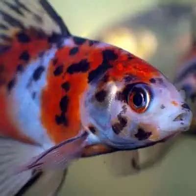 Shubunkin Goldfish Guide (Facts, Care, Lifespan) - Pond Informer