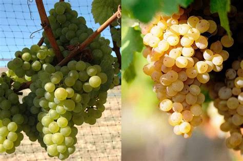 Chardonnay vs. Sauvignon Blanc: What's the Difference?