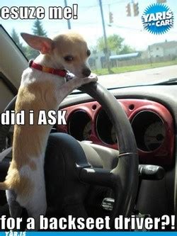 Dog driving car Memes