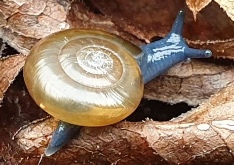 This tiny blue snail and its beautiful tiny house : r/mildlyinteresting