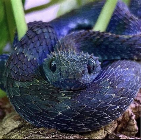 🔥 Stunning blue variable bush viper : r/NatureIsFuckingLit