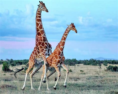 Mating Giraffes Photograph by Memoriee Sconce - Pixels