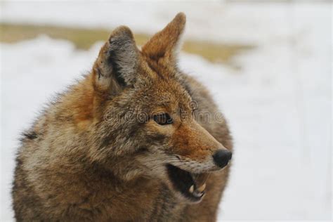 Coyote (Canis Latrans) Close-up Right Profile Face - Mouth Open Stock Image - Image of canis ...