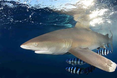 Saving Endangered Oceanic Whitetip Sharks from Extinction – Shark Stewards