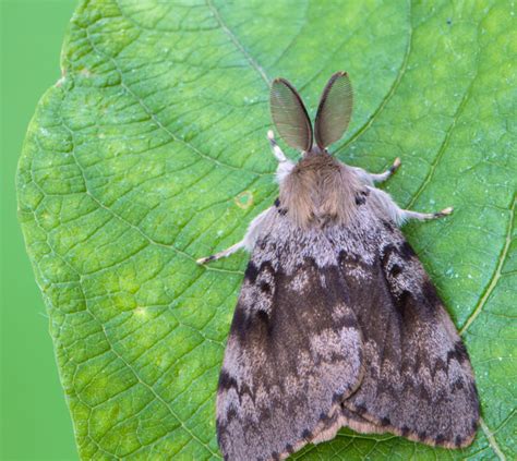 Invasive Moth Treatments Continue - Mid-West Farm Report