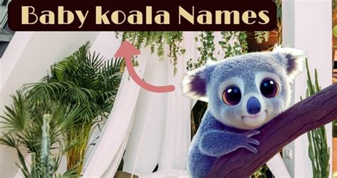 Baby Koala Names - Most Cutest Koala Names