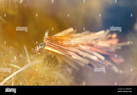 Caddisfly Larvae High Resolution Stock Photography and Images - Alamy