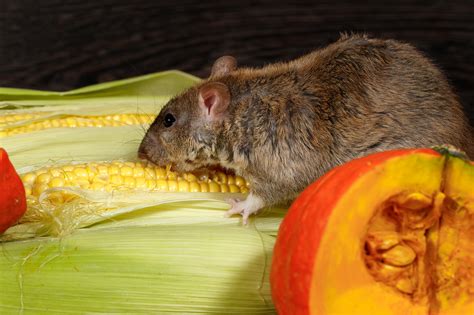 Food Sources That Attract Mice and Rats to Your Home