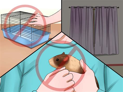 3 Ways to Tell if Your Guinea Pig Is Pregnant - wikiHow