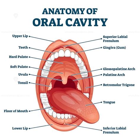 Anatomy of lips with detailed labeled parts description vector ...